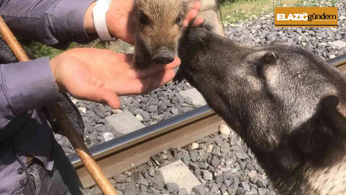 Yavru domuzu önce sevdi, daha sonra doğal ortamına bıraktı