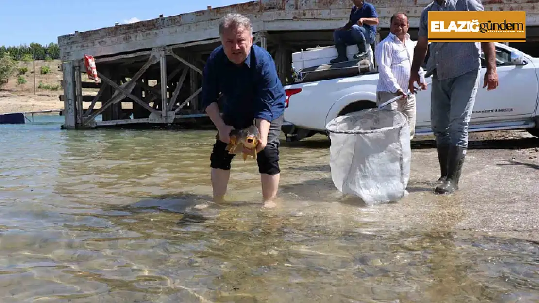 Sağma işlemlerinin ardından anaç balıklar göle bırakıldı