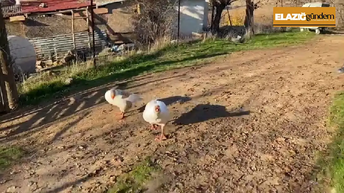 Sayaç okumak için eve giden personel, kaz saldırısı sonucu neye uğradığını şaşırdı