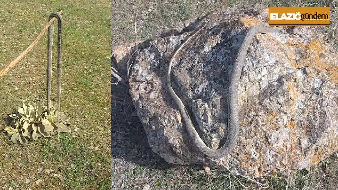 Sıcaklığın artmasıyla yılanlar görülmeye başlandı