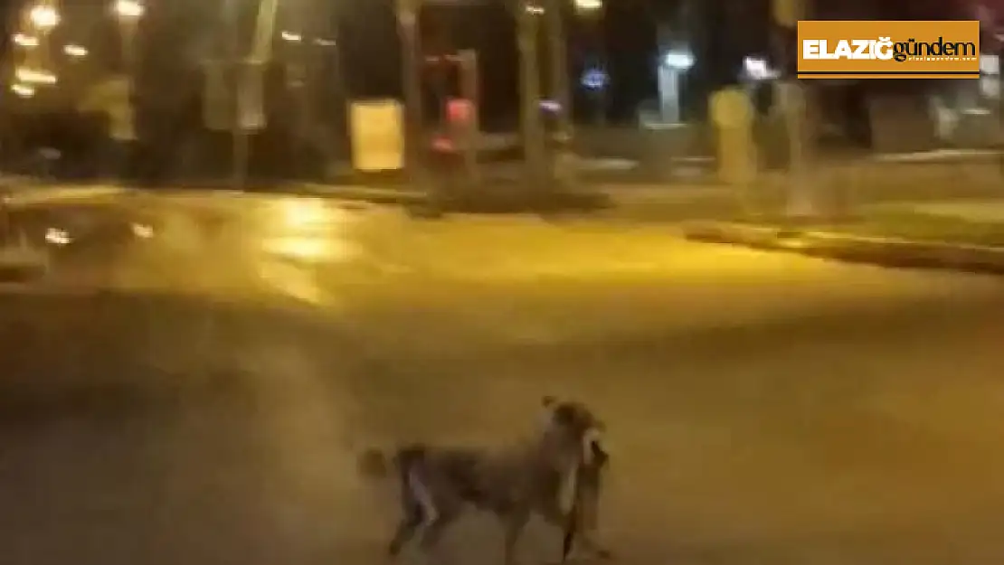 Sokak köpeği parçaladığı kediyi ağzında götürdü