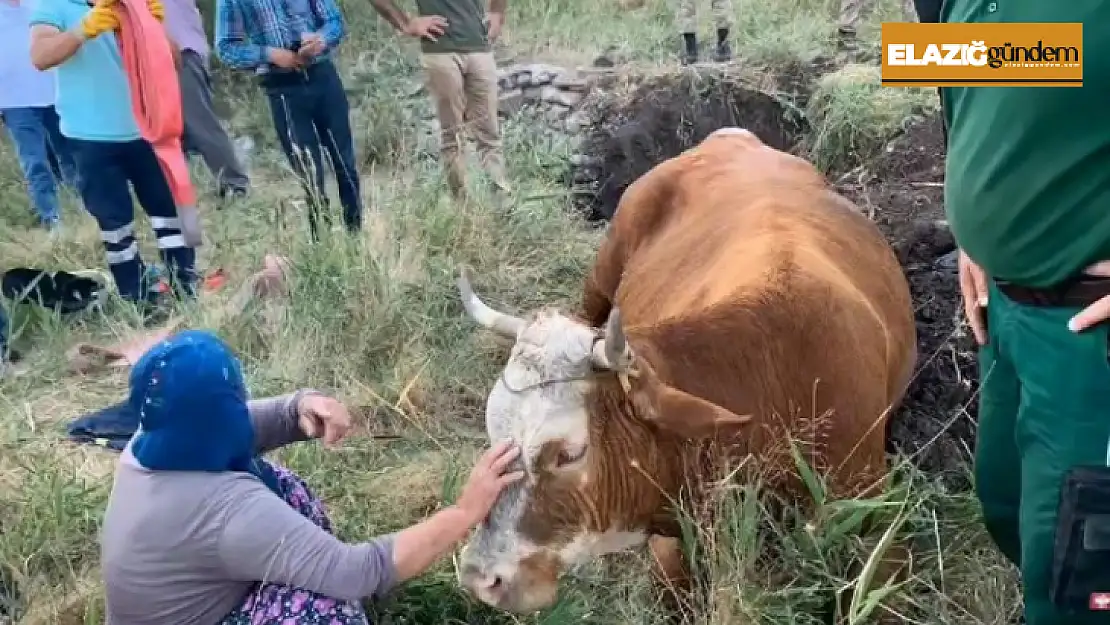 Su kuyusuna düşen inek, 40 dakikalık çalışmayla kurtarıldı