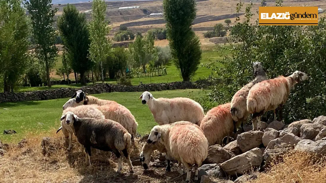 Sürüden ayrılan koyunlar vatandaş ve jandarma iş birliği ile bulundu