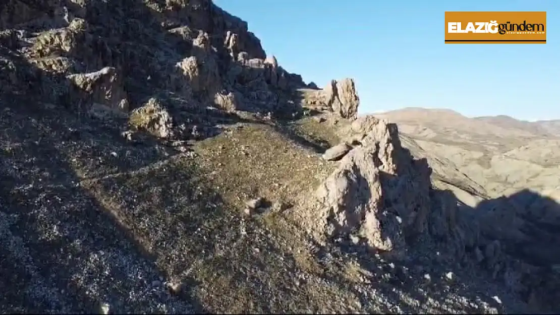 Tarihi Palu ilçesinde gezen dağ keçileri dron ile görüntülendi