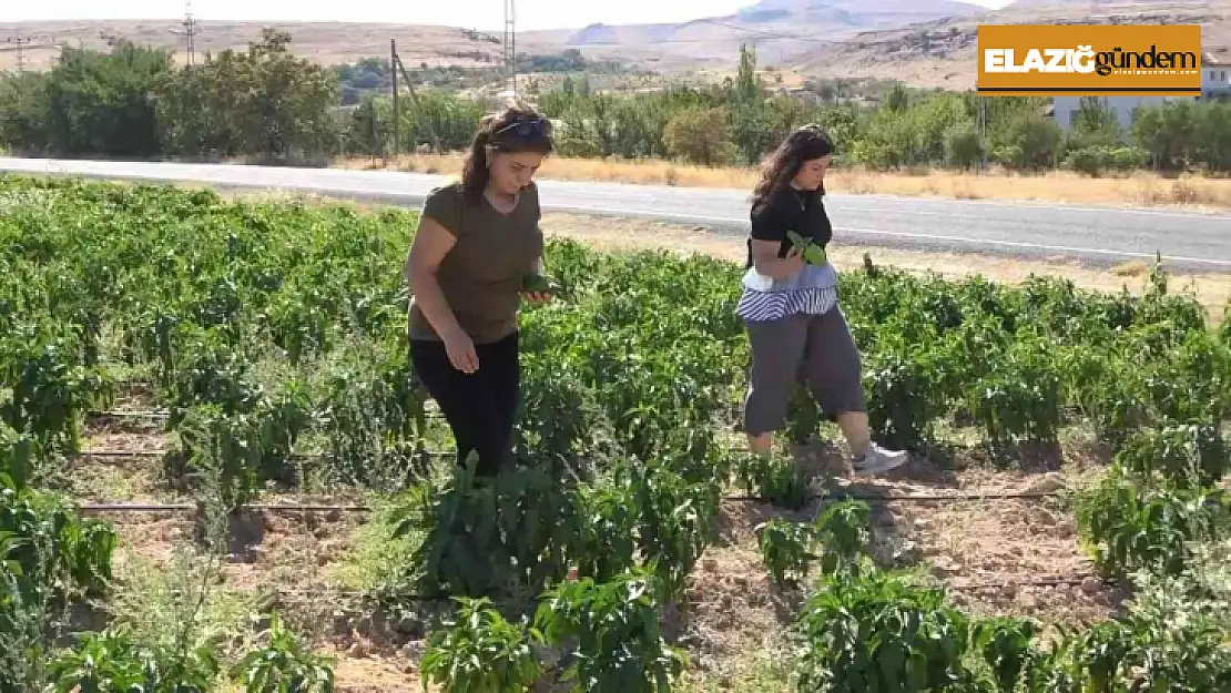 Tarlasını yine vatandaşa açtı, marketin yarı fiyatına satışa başladı