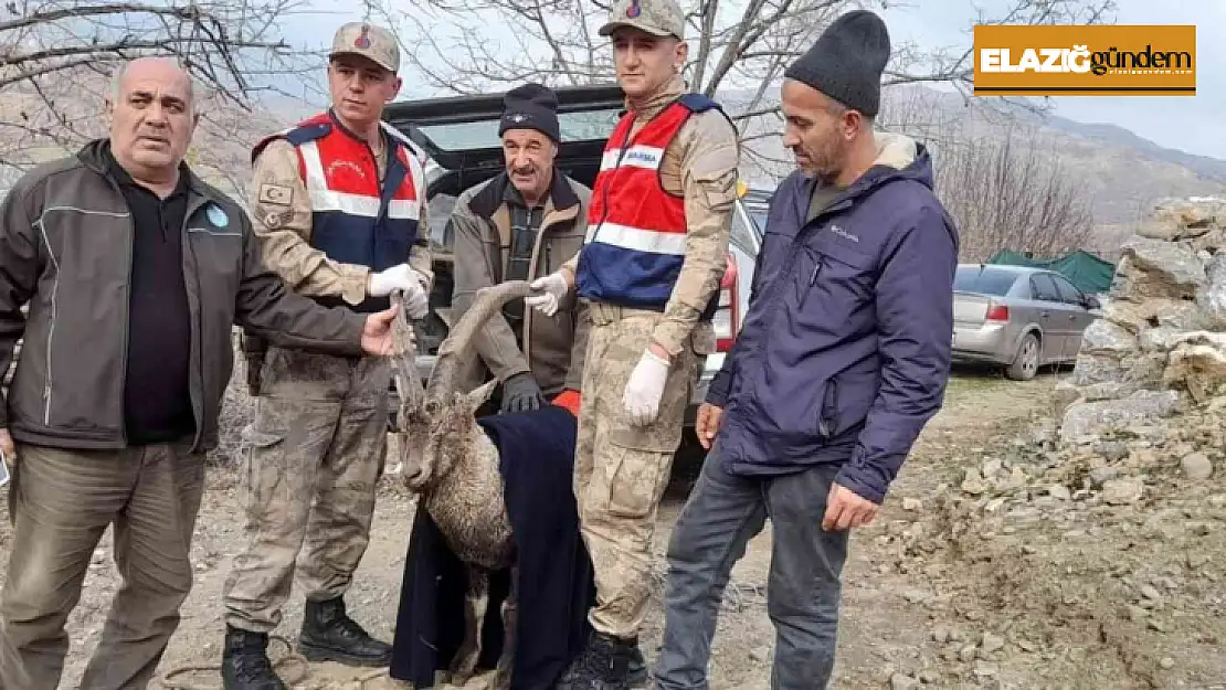 Tedavisi tamamlanan dağ keçisi doğaya salındı