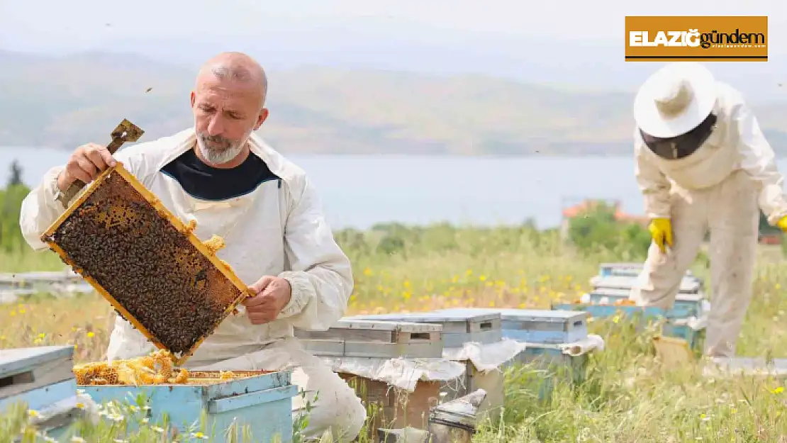 Toz taşınımı polen ve nektara ulaşımı zorlaştırdı, arılar strese girdi