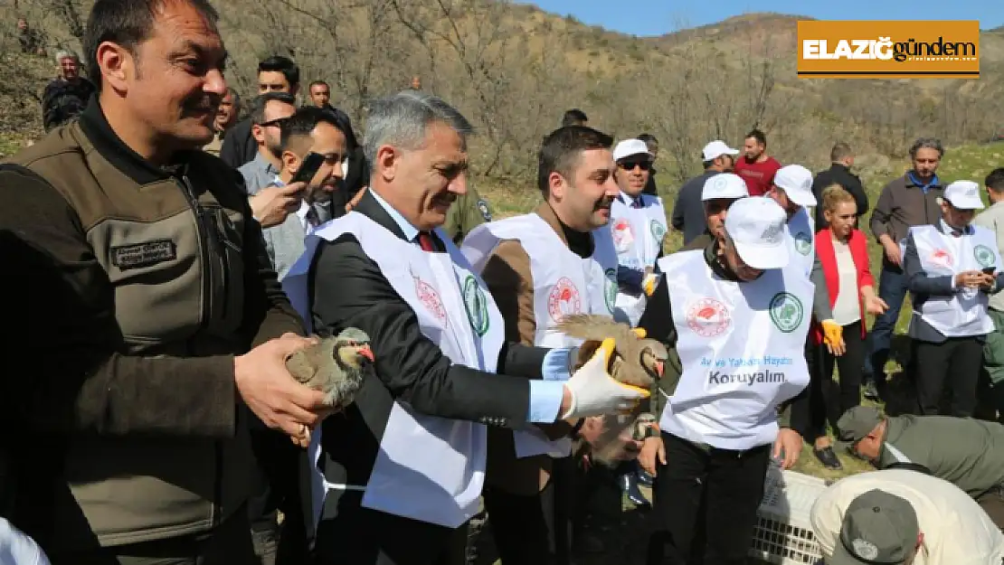 Tunceli'de doğaya 200 kınalı keklik salındı