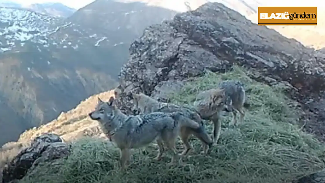 Tunceli'de kurtlar ve şamualar fotokapana takıldı