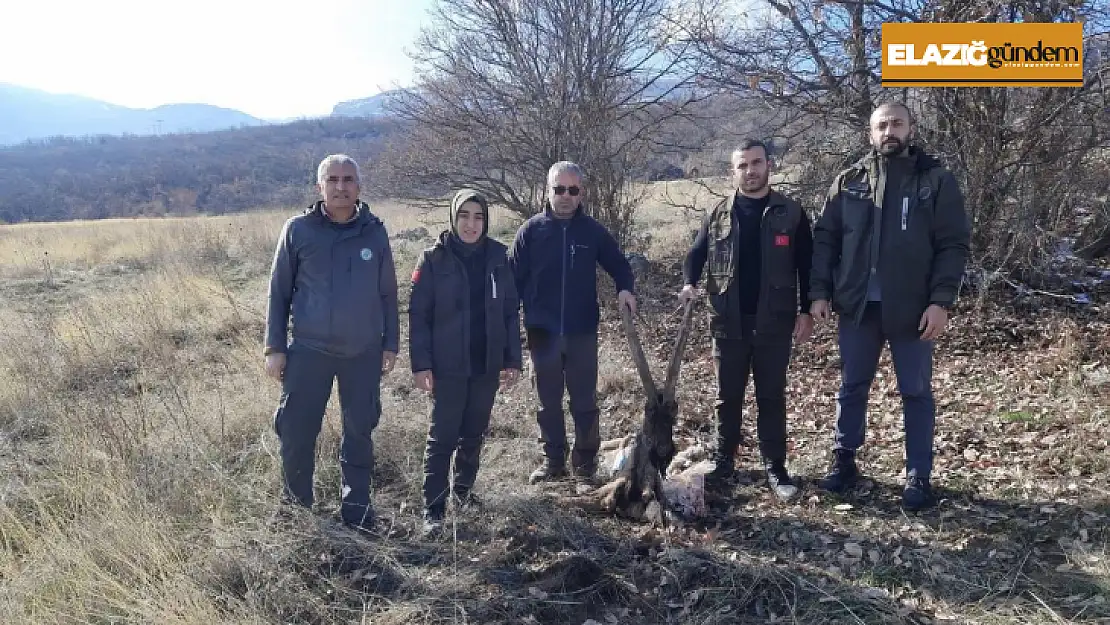 Tunceli'de yaban keçisi öldüren 4 kişiye 264 bin 576 lira ceza