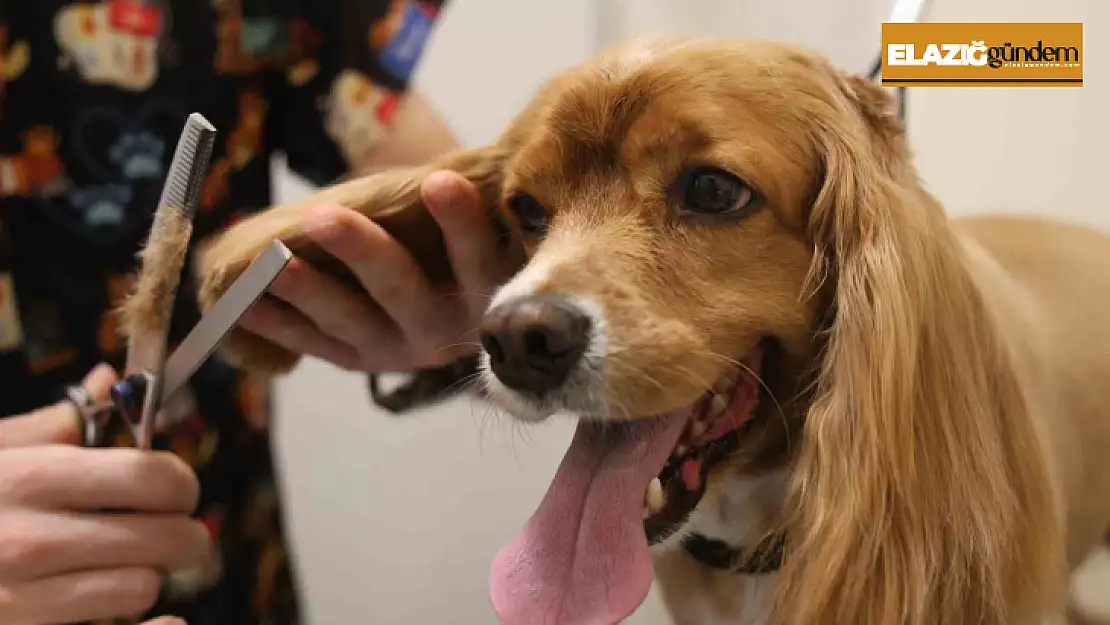 Tüy ve tırnak bakımında bölgenin en şirin merkezi: Bu kuaförde sadece köpekler tıraş oluyor