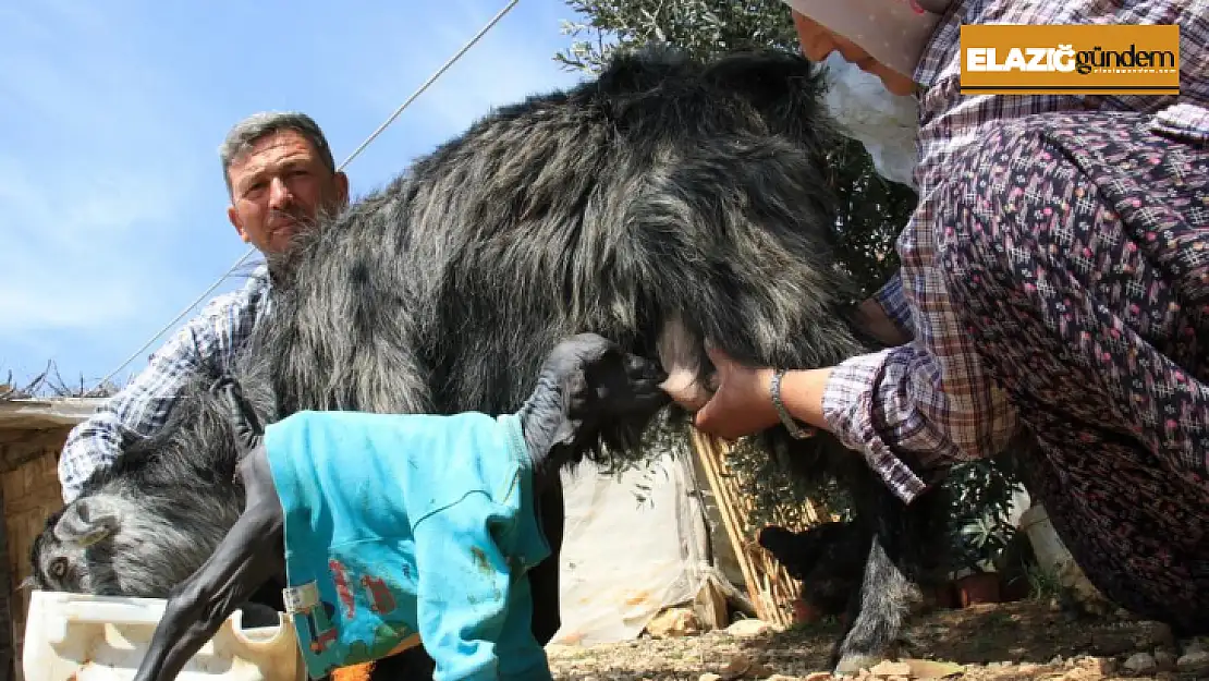 Tüysüz oğlak görenleri şaşkına çeviriyor