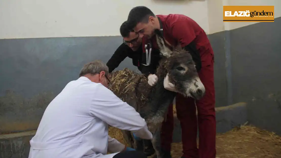 Vücudunda yanıklar bulunan sıpa tedavi edildi