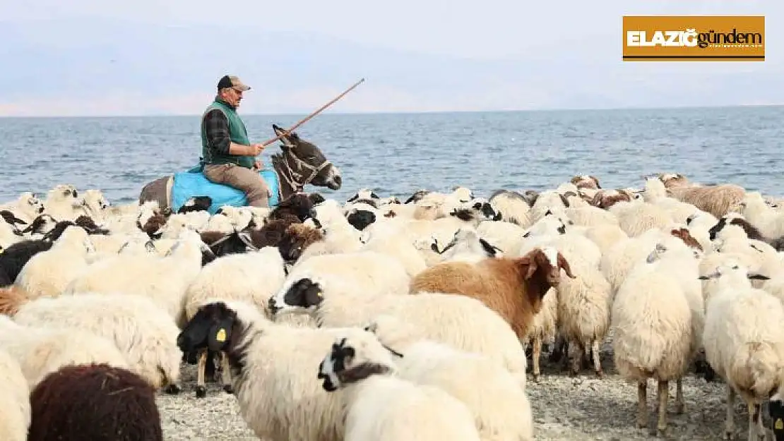 Yaylacıların sahil kenarındaki molası belgeselleri aratmadı