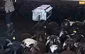 Elazığ'da aşılama ve küpeleme çalışmaları sürüyor