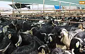 Elazığ'da kurban satış ve kesim alanı belirlendi