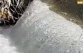 Siraz balıklarının akıntıya karşı göçü başladı