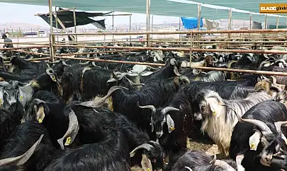 Elazığ'da kurban satış ve kesim alanı belirlendi