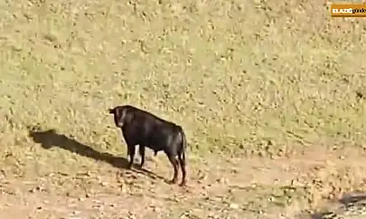 Sahibinin elinden kaçan ineği belediye ekipleri yakaladı