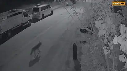 Elazığ'da aç kalan kurt, şehir merkezine indi