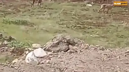 Elazığ'da dağ keçileri görüldü