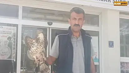 Elazığ'da yaralı şahin tedavi altına alındı