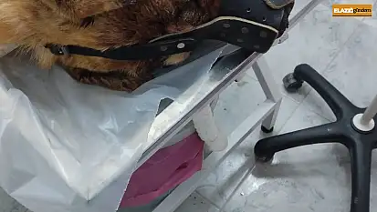 Isırdığını iddia ettiği köpeği silahla vurdu, sahipleri şikayetçi oldu