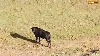 Sahibinin elinden kaçan ineği belediye ekipleri yakaladı