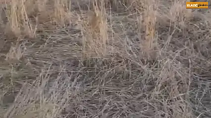 Elazığ'da araziler yaban domuzlarının istilasına uğradı