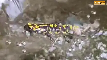 Elazığ'da benekli semender görüntülendi