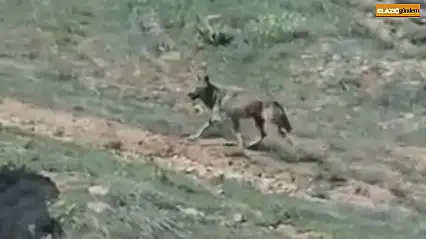 Elazığ'da doğanın nadir konukları görüntülendi