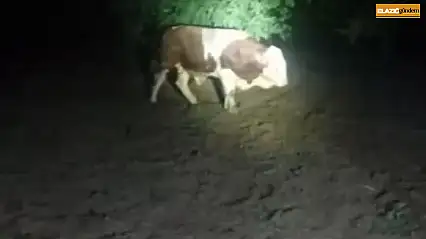 Elazığ'da kaçan boğayı belediye ekipleri yakaladı