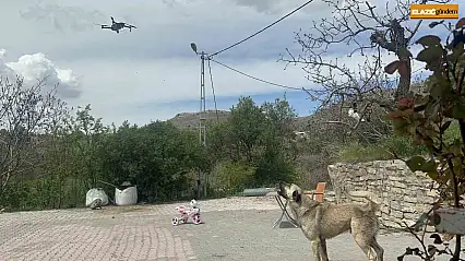 Köpeğin dron ile imtihanı gülümsetti