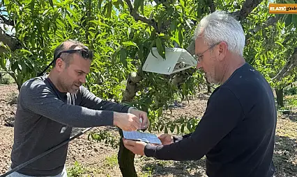 Elazığ'da şeftali güvesine karşı feromon tuzak