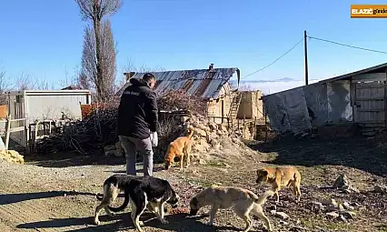 Elazığ Özel İdare ekipleri, sokak hayvanlarını unutmadı