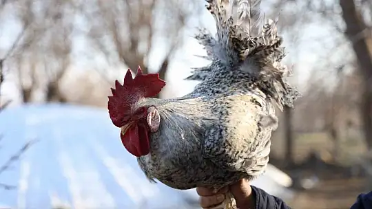 'Anne' diye bağıran horoz 'canını' kurtardı