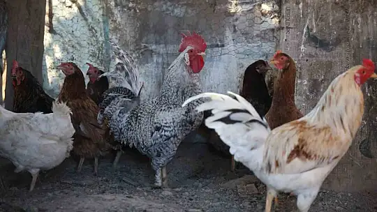 'Anne' diye bağıran horoz 'canını' kurtardı