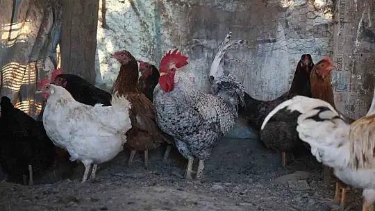 'Anne' diye bağıran horoz 'canını' kurtardı