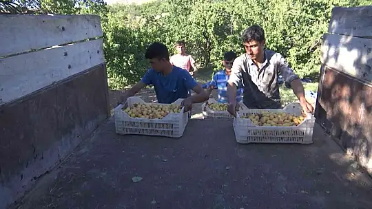 'Sarı altın' hasadında çiftçinin yüzü gülüyor