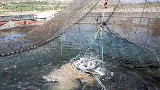 18 ilde 12 milyon yavru sazan suyla buluştu