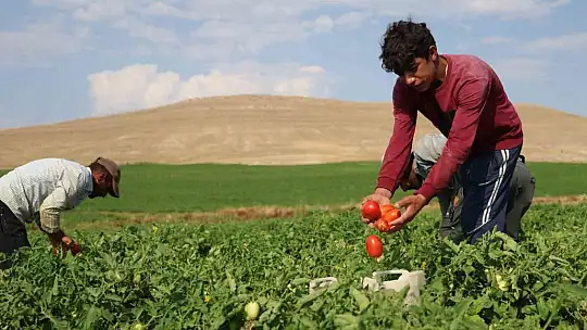 3 bin dönüme domates eken üretici vatandaşlara seslendi: ''Gelin tarladan 8 liraya alın''