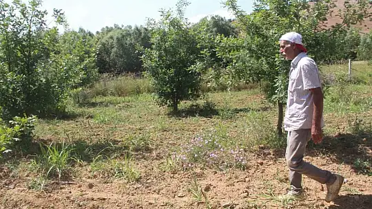 3 dönüme trüf mantarı ekmişti, ilk hasadını yaptı