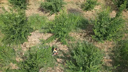 3 dönüme trüf mantarı ekmişti, ilk hasadını yaptı