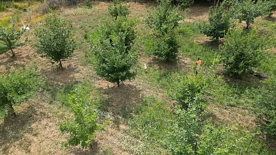 3 dönüme trüf mantarı ekmişti, ilk hasadını yaptı
