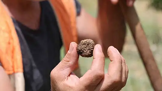 3 dönüme trüf mantarı ekmişti, ilk hasadını yaptı
