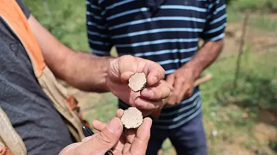 3 dönüme trüf mantarı ekmişti, ilk hasadını yaptı