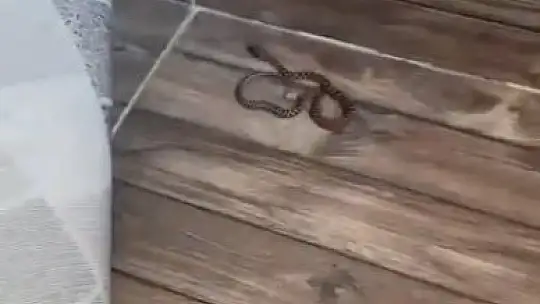 4'üncü kattaki evin balkonunda yılan görüldü