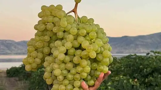 5 kiloluk üzüm salkımı görenleri hayretler içerisinde bıraktı