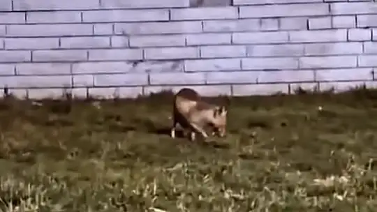 Aç kalan tilki şehir merkezine indi