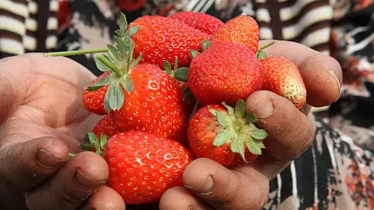 Açık alanda son hasat: Kilosu 50 liradan alıcı buluyor
